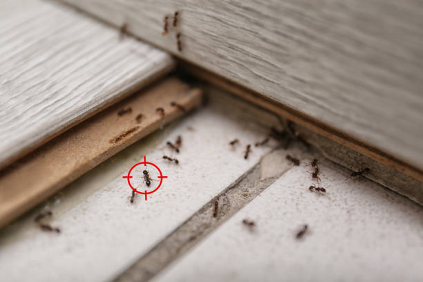 Best Pest Removal Services  in Fullerton, NE